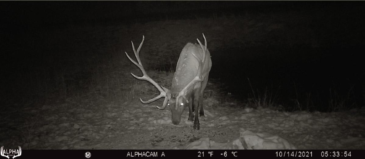 Idaho Elk Season