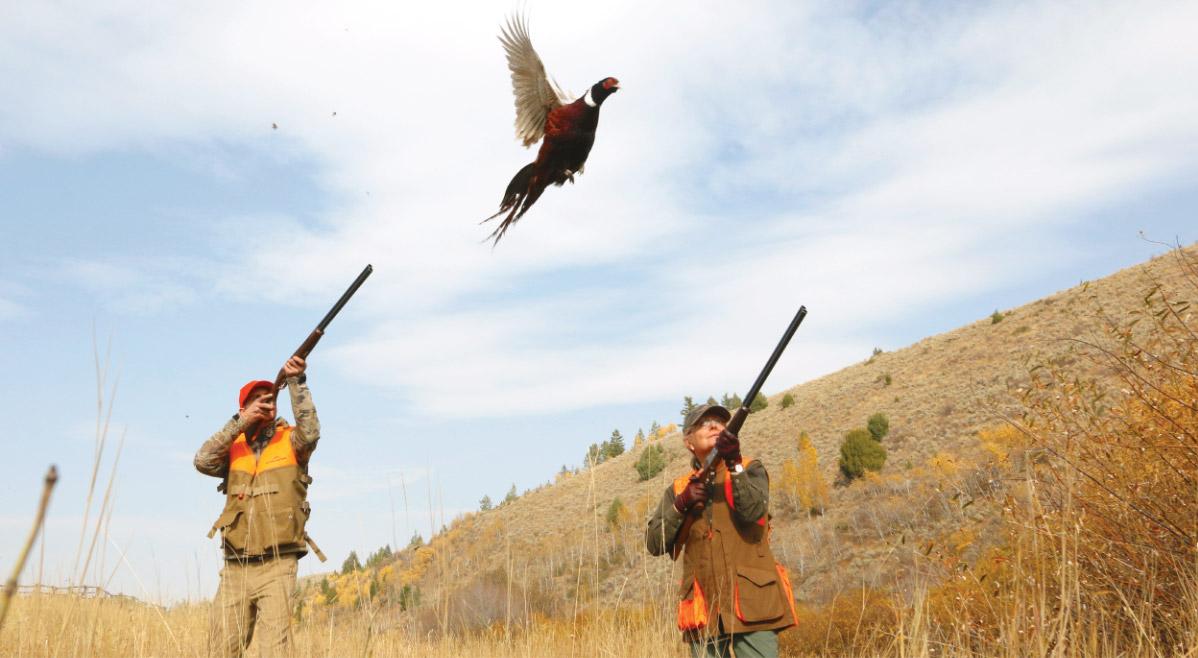 Pheasant Hunting In Idaho