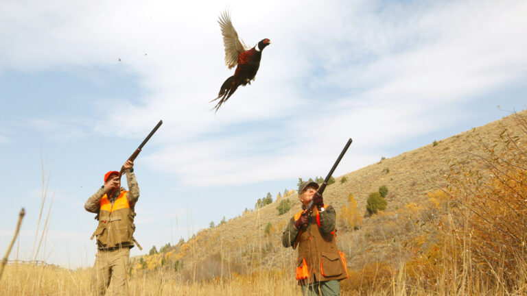 Man and Woman Pheasant Hunting at Lazy Triple Creek Cast and Blast Lodge